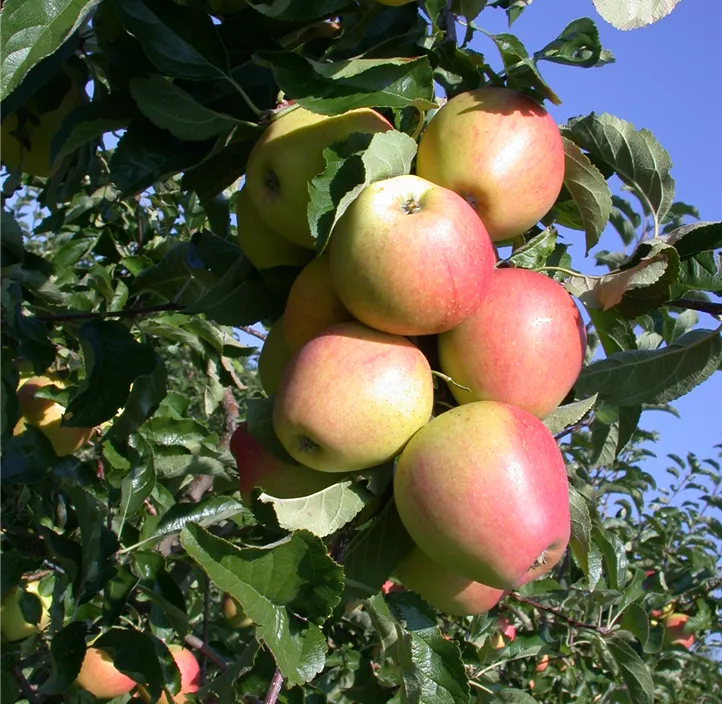 Apfel 'Pinova'(s) Apfel 'Pinova'(s)