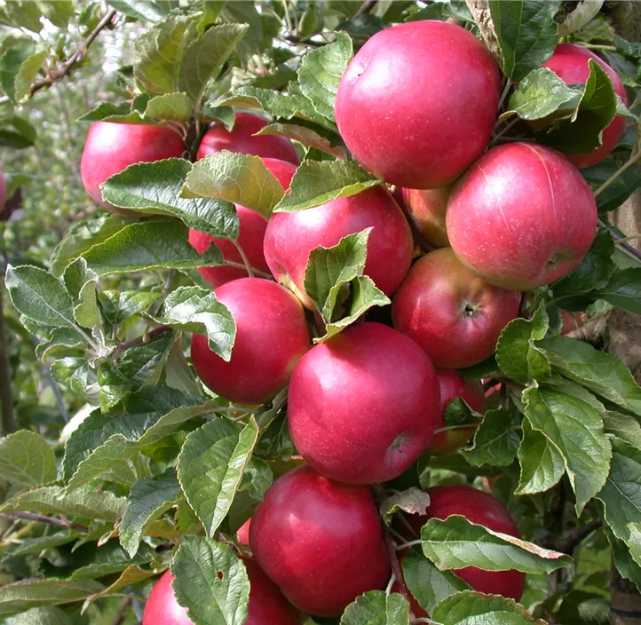 Apfel 'Pinova'(s) Apfel 'Pinova'(s)