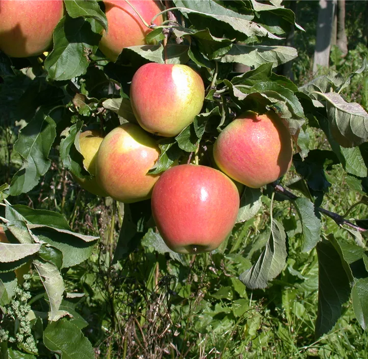 Apfel 'Pinova'(s) Apfel 'Pinova'(s)