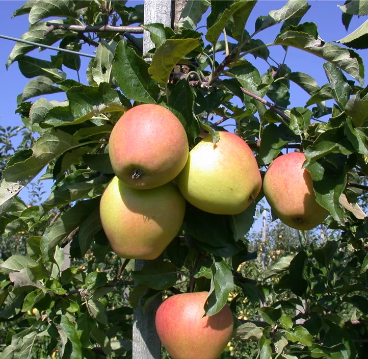 Apfel 'Pinova'(s) Apfel 'Pinova'(s)