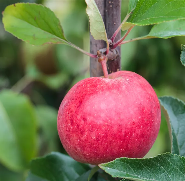 Apfel 'Roter Berlepsch' Apfel 'Roter Berlepsch'