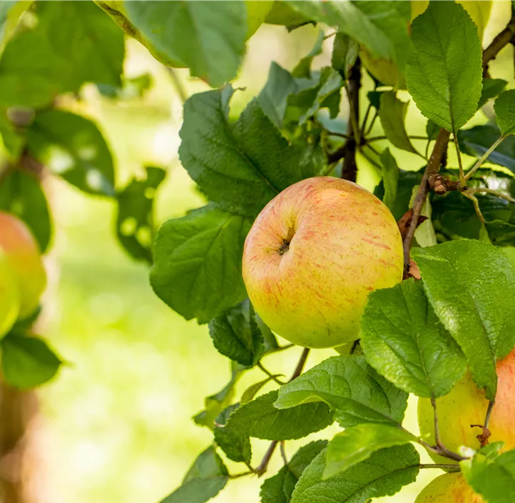 Apfel 'Roter Berlepsch' Apfel 'Roter Berlepsch'