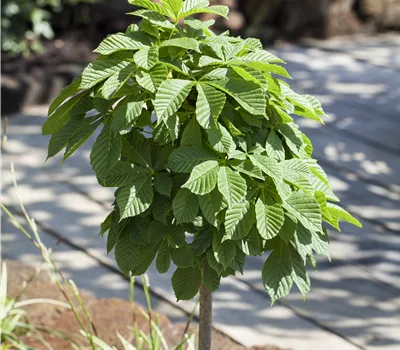 Aesculus hippocastanum 'Monstrosa'