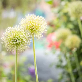 Allium Allium
