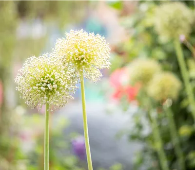 Allium