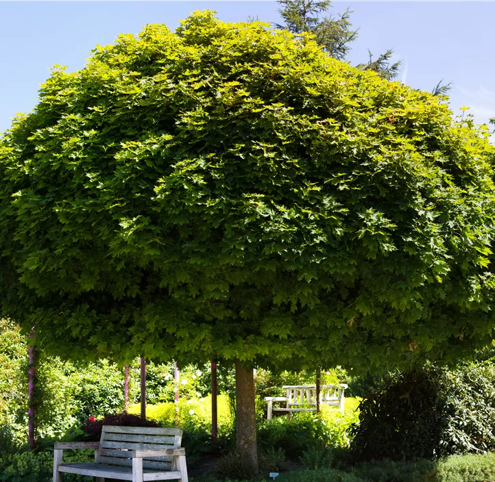 Kugelahorn 'Globosum'