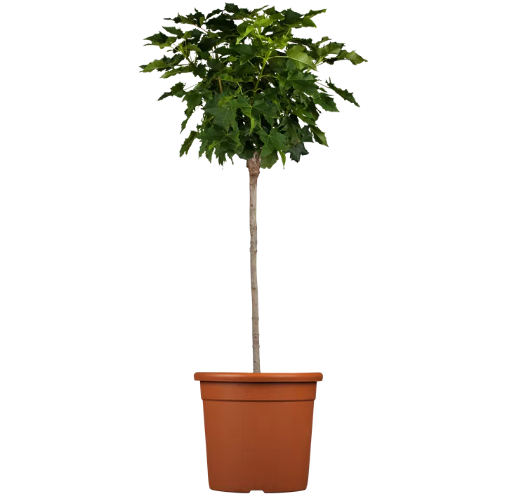 Kugelahorn 'Globosum'