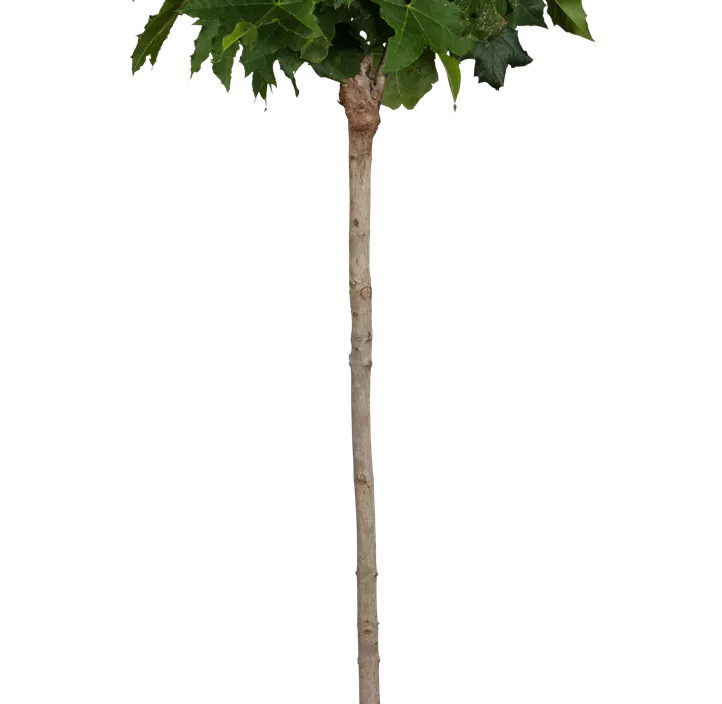 Lebensbaum Spitzahorn Lebensbaum Spitzahorn