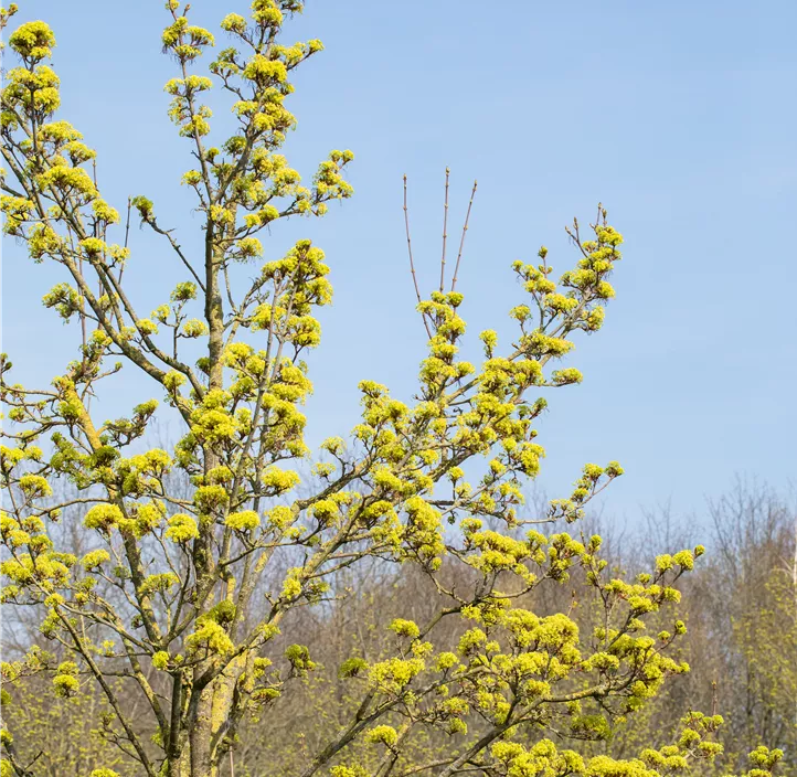 Lebensbaum Spitzahorn Lebensbaum Spitzahorn