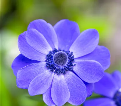 Anemone Hybride