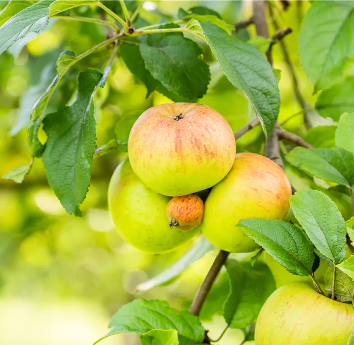 Apfel 'Roter Berlepsch' Apfel 'Roter Berlepsch'