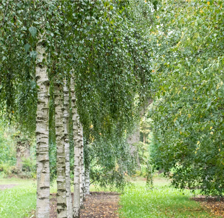 Lebensbaum Sandbirke Lebensbaum Sandbirke