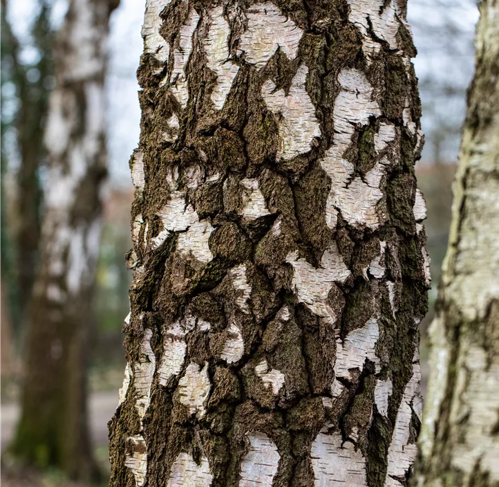 Lebensbaum Sandbirke Lebensbaum Sandbirke