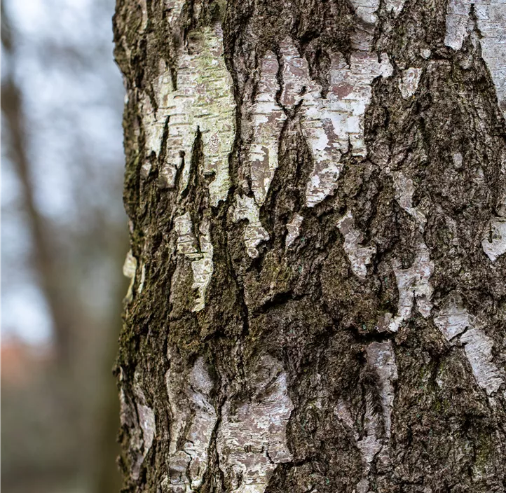 Lebensbaum Sandbirke Lebensbaum Sandbirke