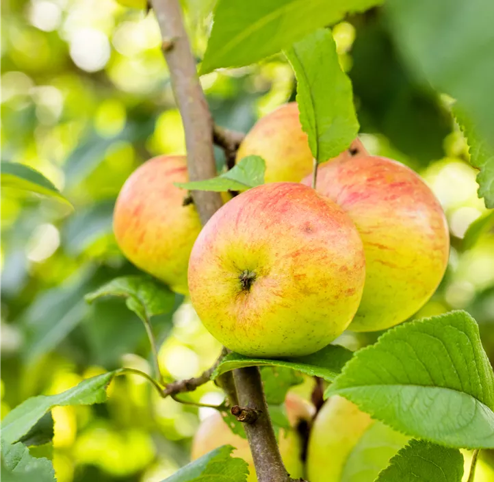 Apfel 'Roter Berlepsch' Apfel 'Roter Berlepsch'
