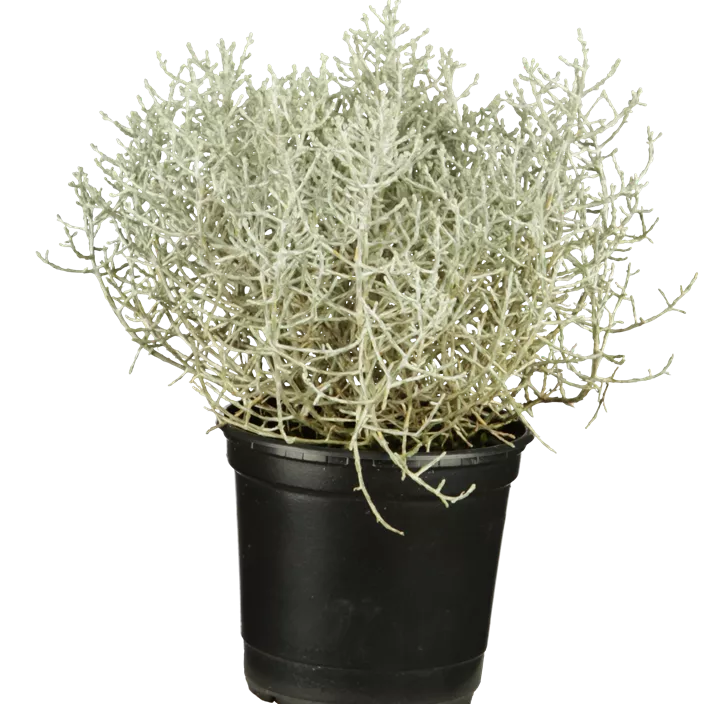 Silberkörbchen Silberkörbchen