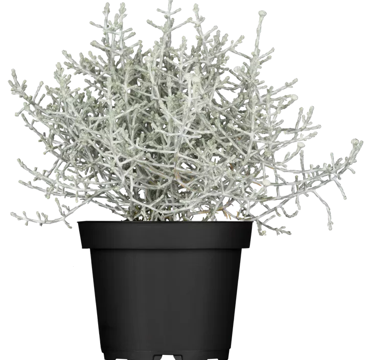 Silberkörbchen Silberkörbchen