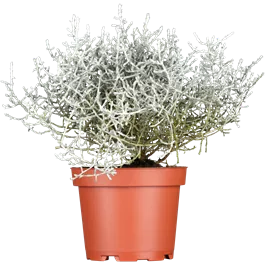 Calocephalus brownii