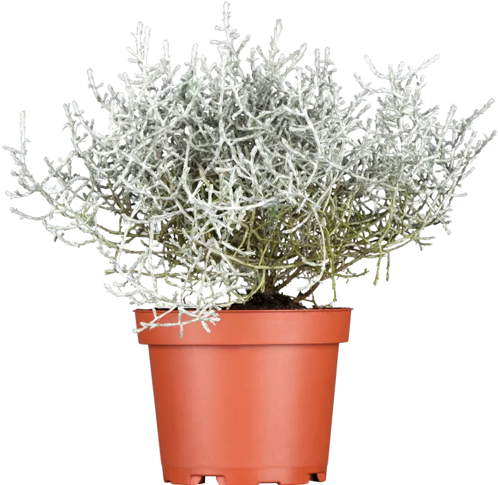 Silberkörbchen Silberkörbchen