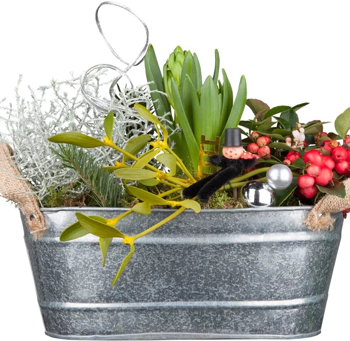 Rote Teppichbeere Rote Teppichbeere