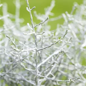 Calocephalus brownii