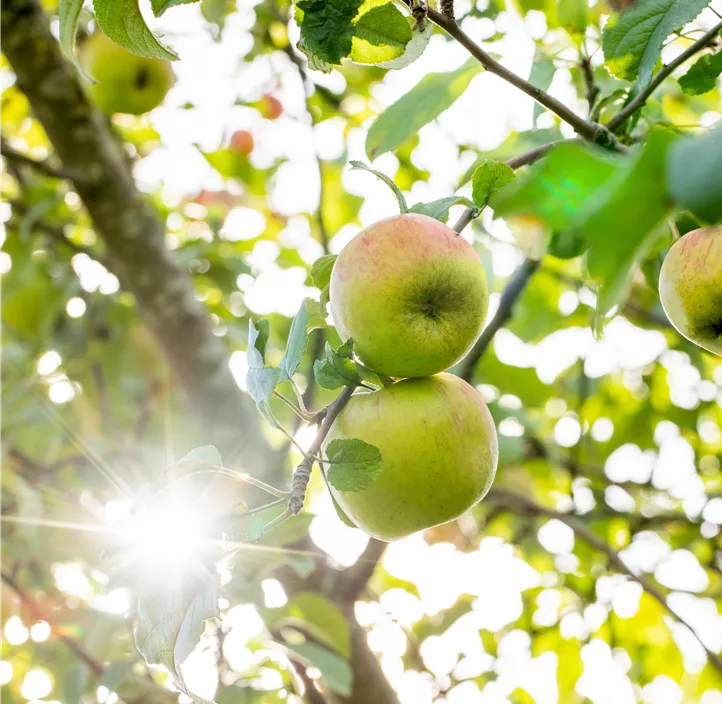 Apfel 'Roter Berlepsch' Apfel 'Roter Berlepsch'