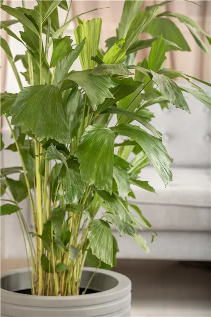 zimmerpflanzen wien kaufen Spathiphyllum