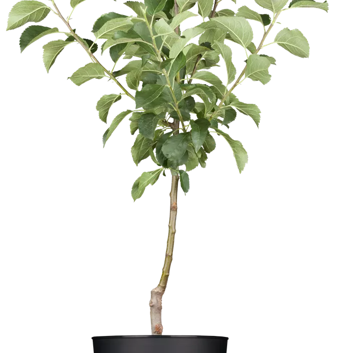 Apfel 'Roter Boskoop' Apfel 'Roter Boskoop'