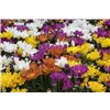 bellaflora Gartencenter GmbH