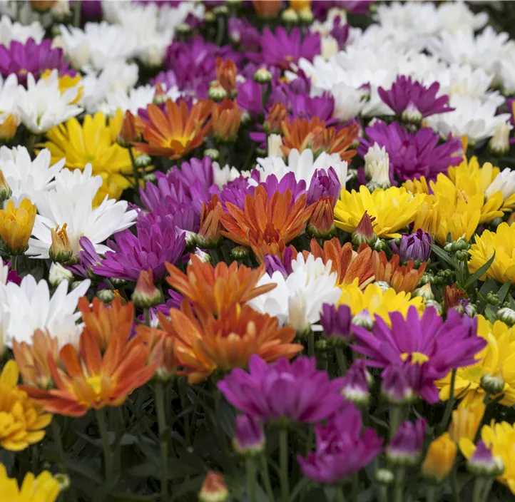 Chrysantheme gelb