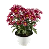 bellaflora Gartencenter GmbH