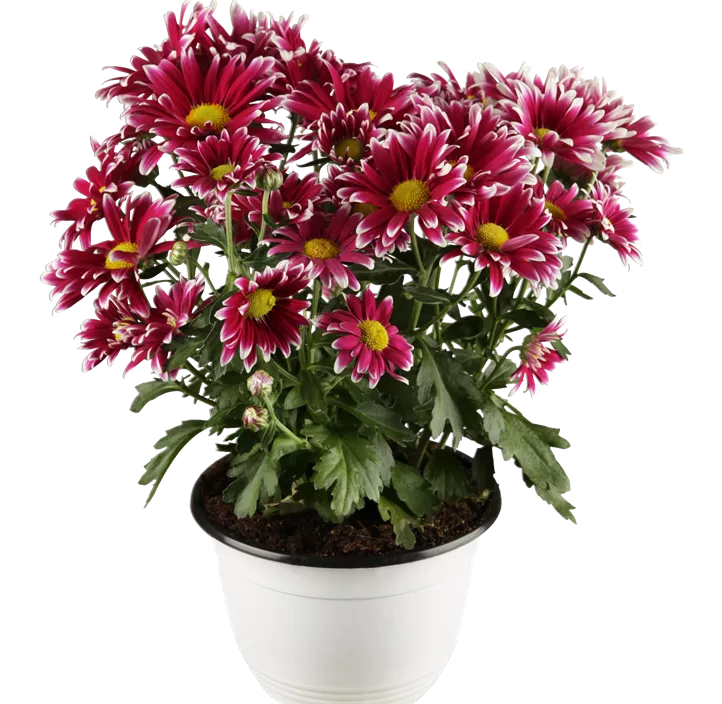 Chrysantheme gelb