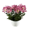 bellaflora Gartencenter GmbH