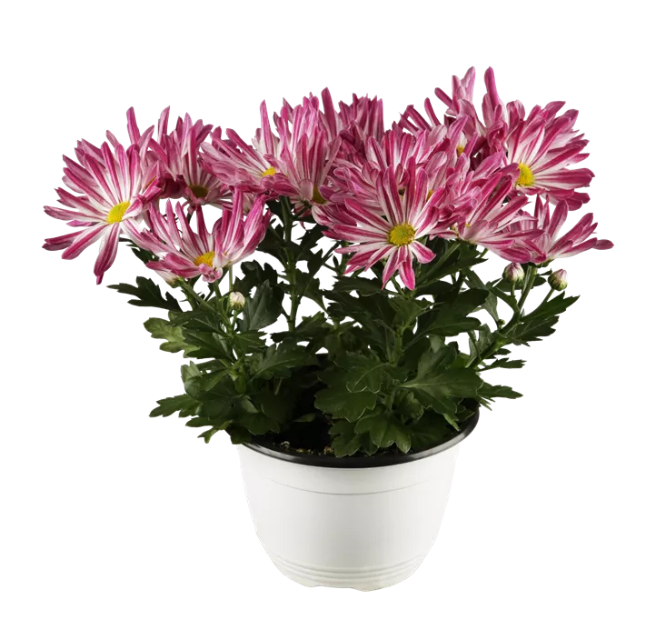 Chrysantheme gelb