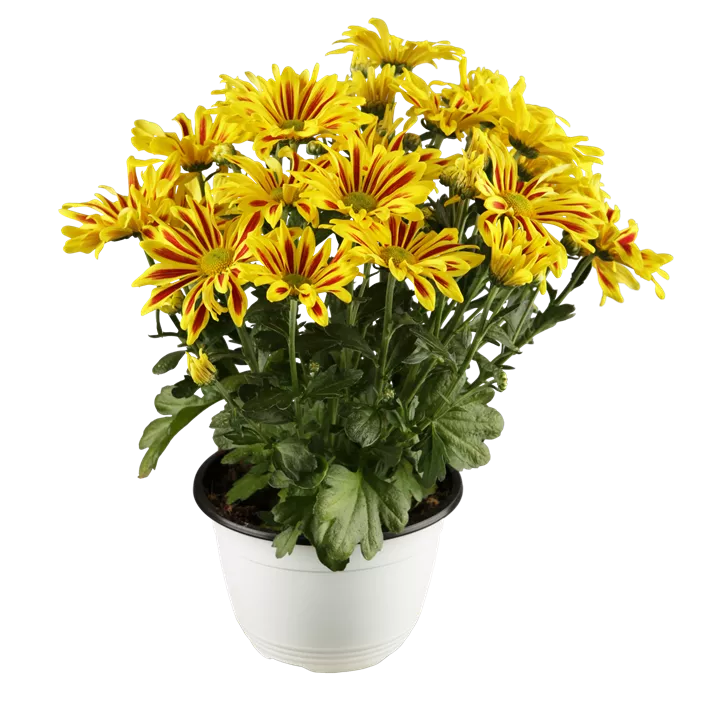 Chrysantheme gelb