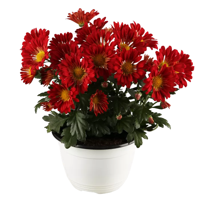 Chrysantheme gelb