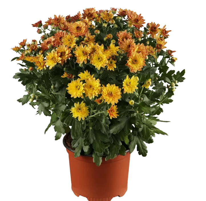 Chrysantheme gelb