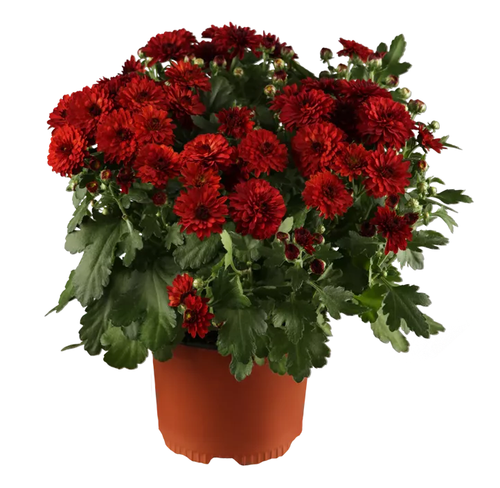 Chrysantheme gelb