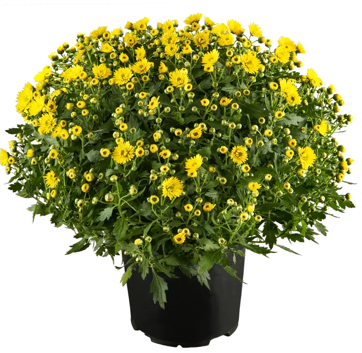 Chrysantheme gelb