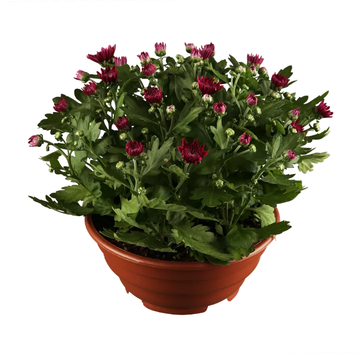 Chrysantheme gelb