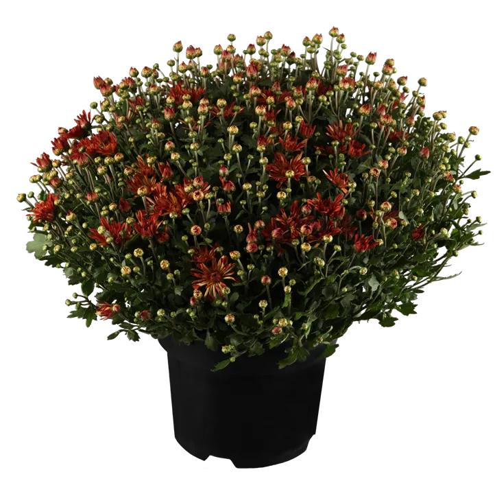 Chrysantheme gelb
