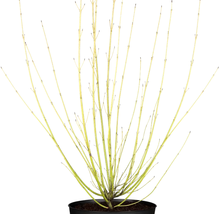 Cornus