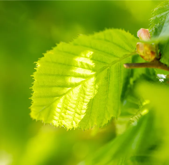 Lebensbaum Waldhasel