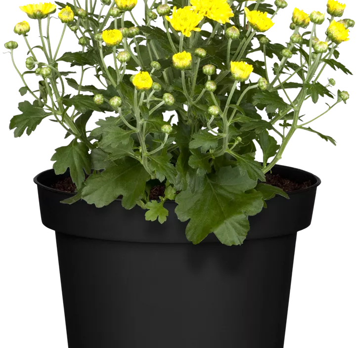 Chrysantheme 'Jellyfish' Chrysantheme 'Jellyfish'