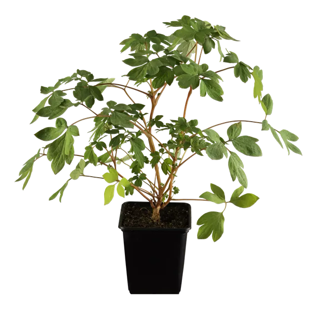 alocasia camouflage variegata Alocasia macrorrhizos 'Splash' ('Camouflage')  Foliage Factory