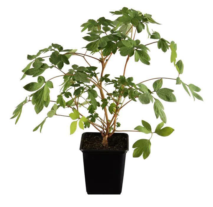 Tränendes Herz Tränendes Herz