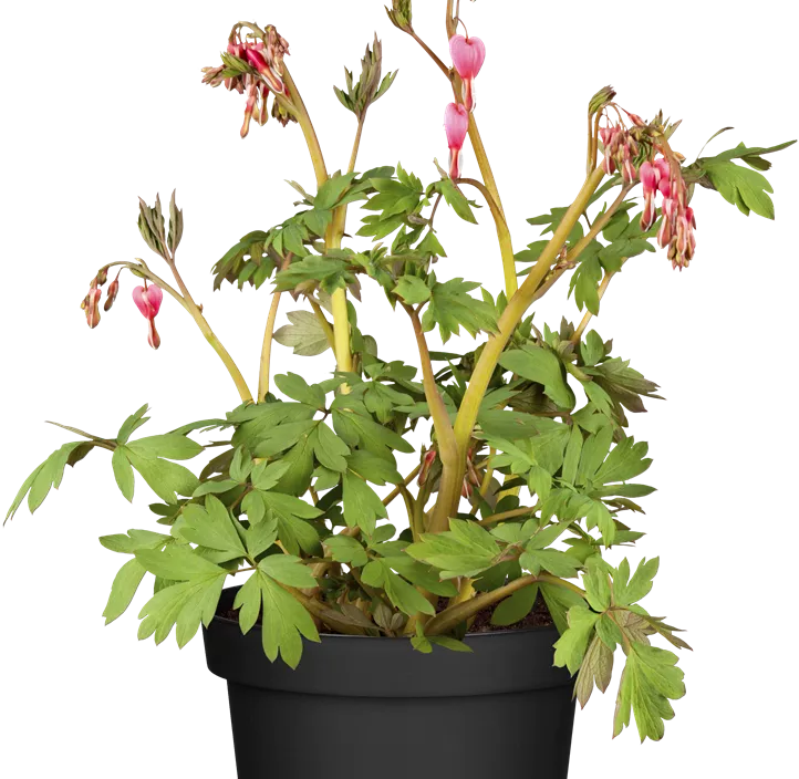 Tränendes Herz Tränendes Herz