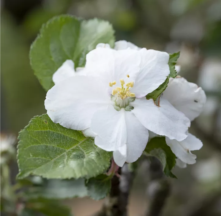 Apfel 'Roter Boskoop' Apfel 'Roter Boskoop'