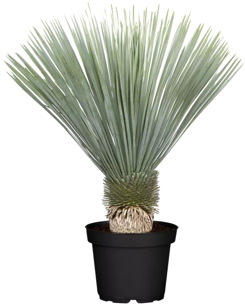 aloe vera for dry skin Aloe Vera Leaf Gel