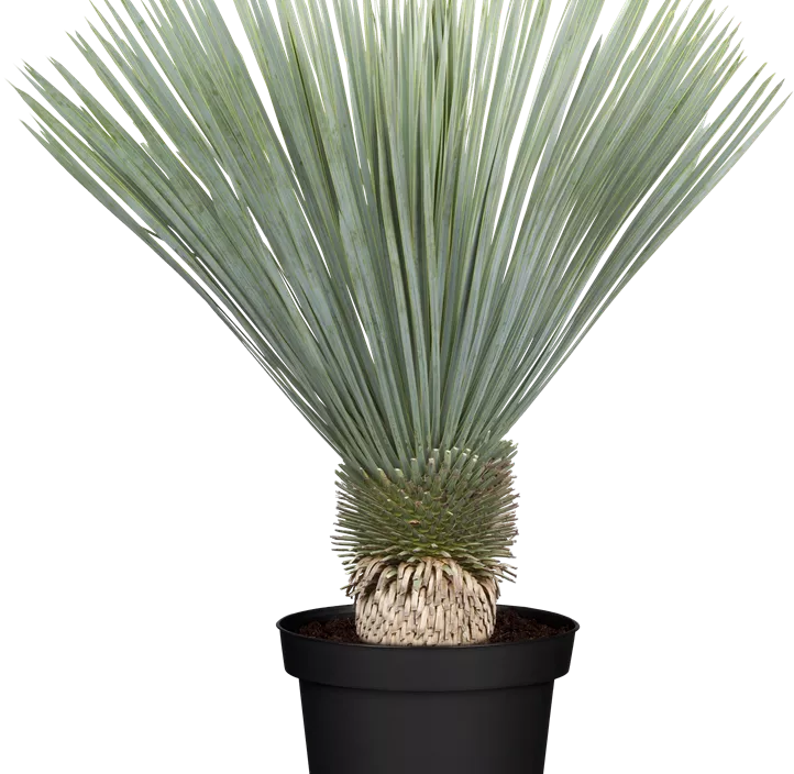 Yucca Rostrata